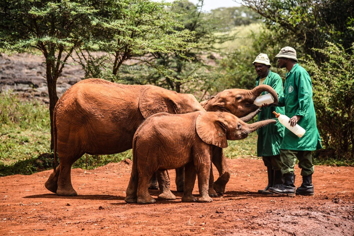 David Sheldrick Wildlife Trust