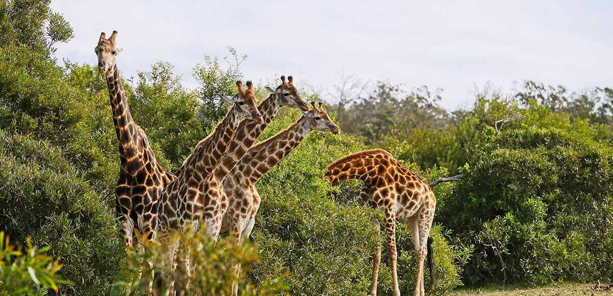 Nairobi National Park