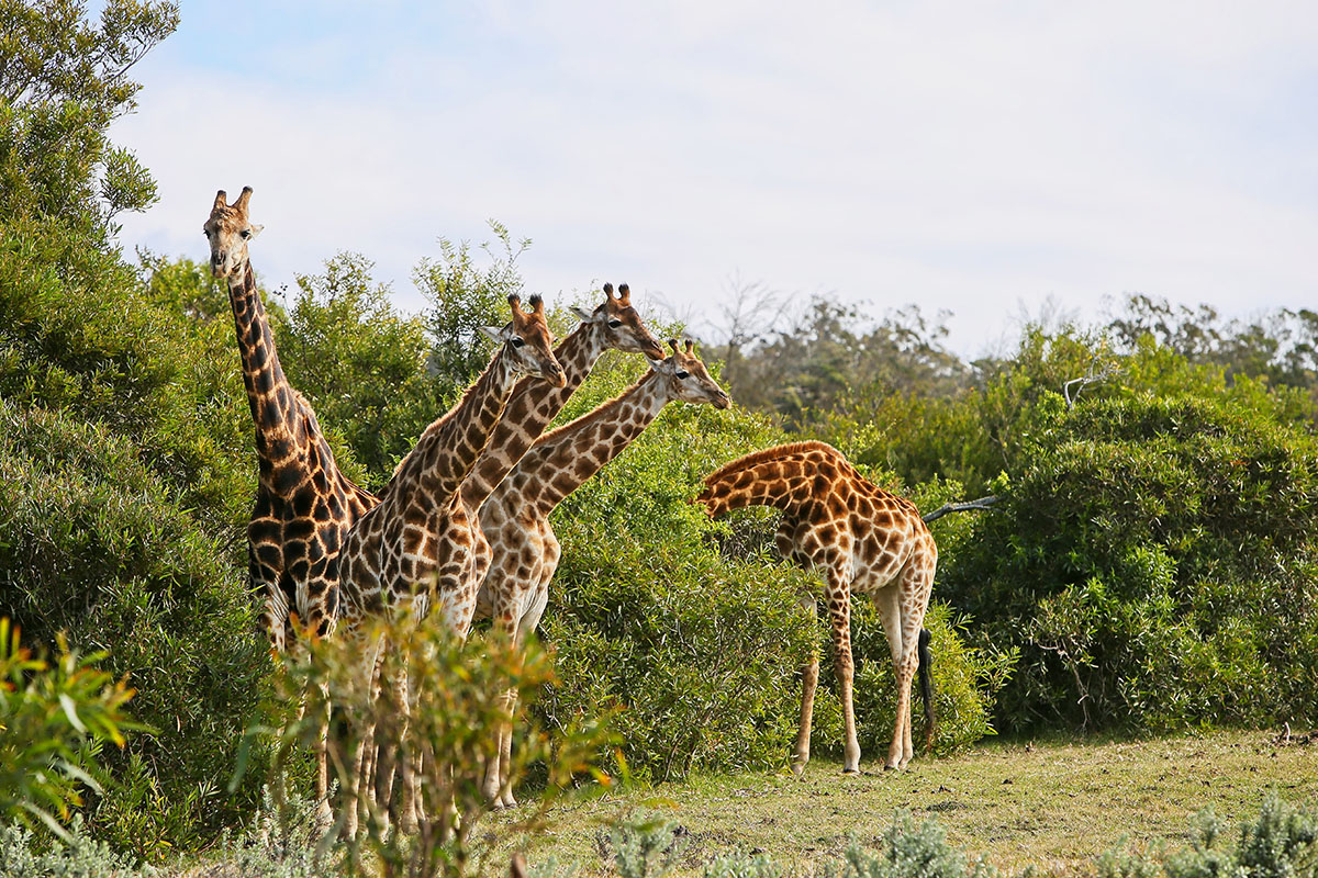 Nairobi National Park