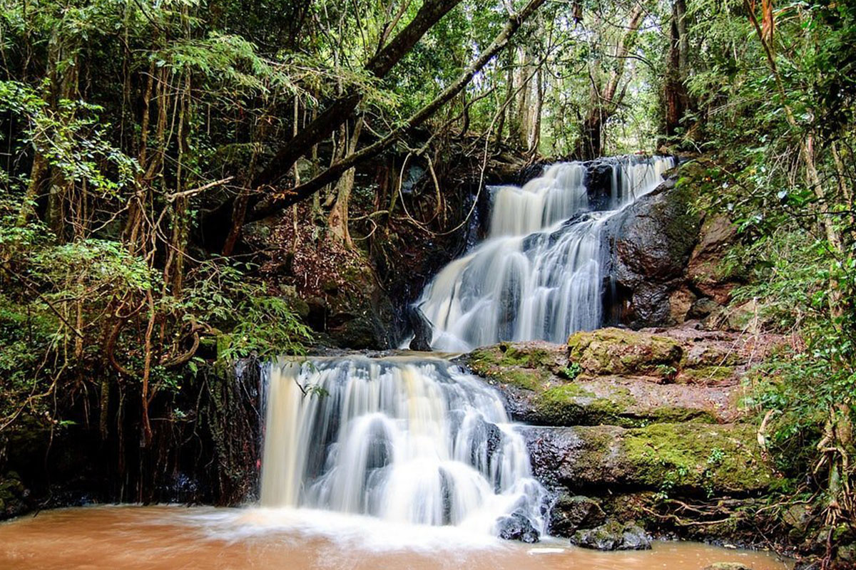 karura Forest